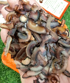 ¹������Ƭ