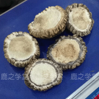 ÷��¹��ñ/��