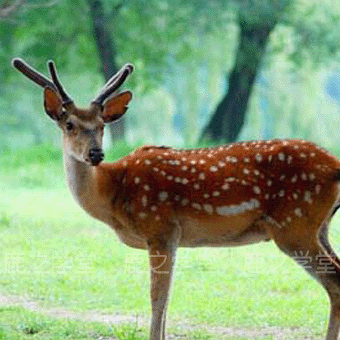 ÷��¹��¹��