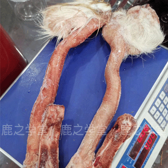 ÷��¹��¹��