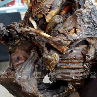 ÷��¹Ѫ̥,¹̥��