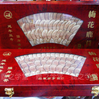 ÷��¹��Ƭ���