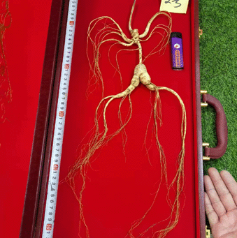 ����ɽҰɽ��/���²�