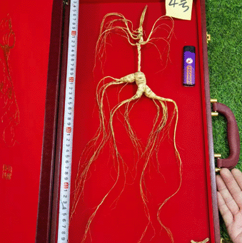 ����ɽҰɽ��/���²�