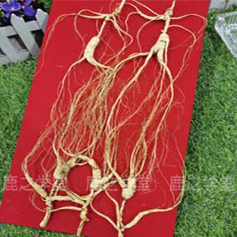 ����ɽҰɽ��/���²�