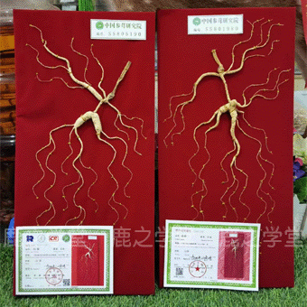 ����ɽҰɽ��/���²�