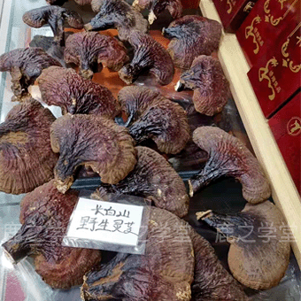 ����ɽҰ����֥