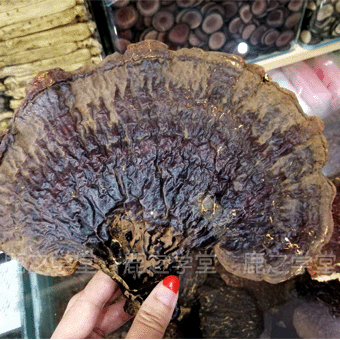 ����ɽҰ����֥