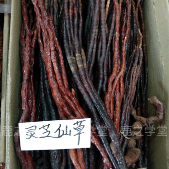 ����ɽ��֥��