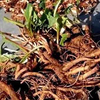 Ұ���ѹ�Ӣ��