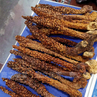 ����ɽҰ�����ϲ�