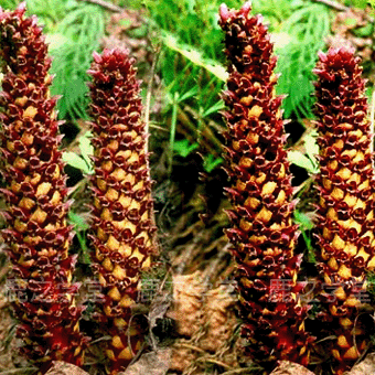 ����ɽҰ�����ϲ�