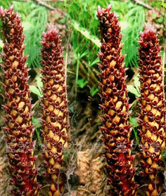 ����ɽ���ϲ�