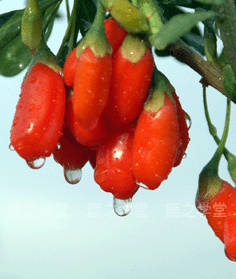 ���ĺ����