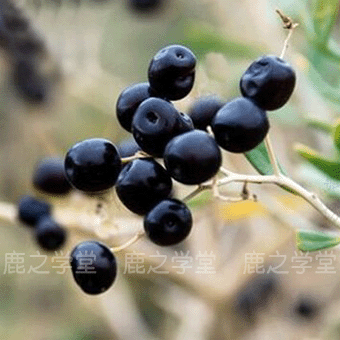 Ұ�������