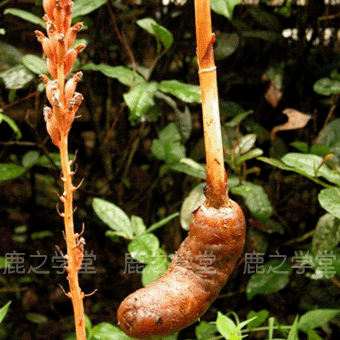 ����Ұ������