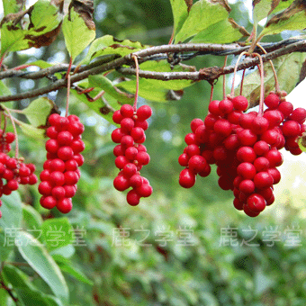 ����Ұ����ζ��