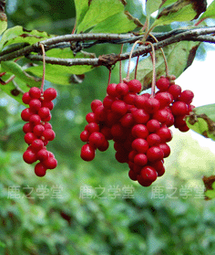 ����Ұ����ζ��