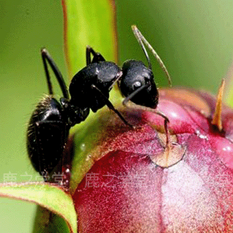 ����ɽ������