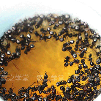 ����ɽ������