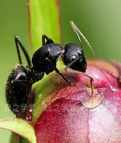 ����ɽ������