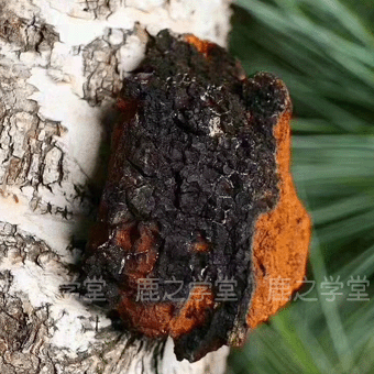 ����˹Ұ��������