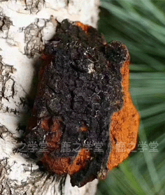 Ұ��������