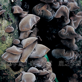 ���ֺ�ľ��