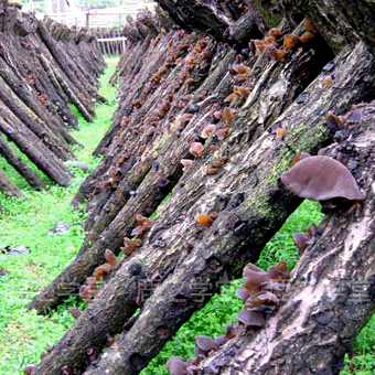 ���ֺ�ľ��