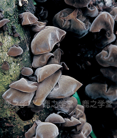 ���ֺ�ľ��