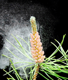 ����ɽ�ɻ���