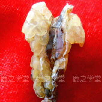 ����ɽҰ��������(ѩ��)