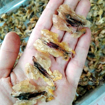 ����ɽҰ��������(ѩ��)