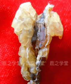 ����ɽ������/ѩ��